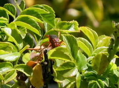 Tachypompilus unicolor
