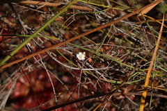 Drosera spatulata