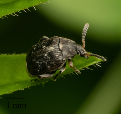 Bruchinae