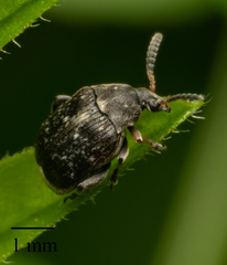 Bruchinae