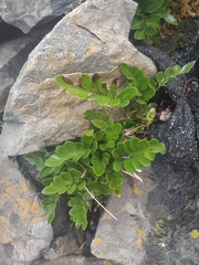 Asplenium obtusatum