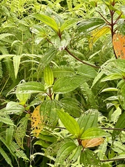 Melastoma denticulatum