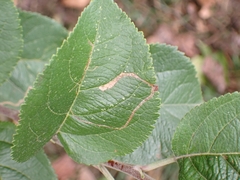 Lyonetia clerkella