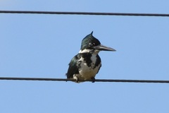 Chloroceryle amazona