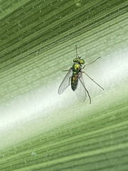 Condylostylus caudatus