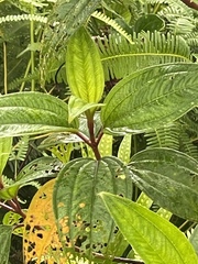 Melastoma denticulatum