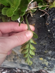 Asplenium obtusatum