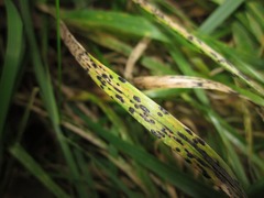 Phyllachora graminis