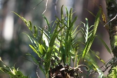 Microsorum pustulatum