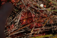 Drosera spatulata