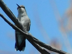 Archilochus alexandri