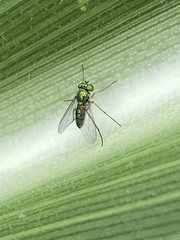 Condylostylus caudatus