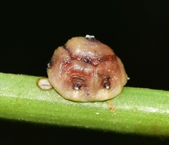 Ceroplastes rusci