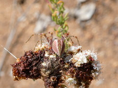 Peucetia viridans