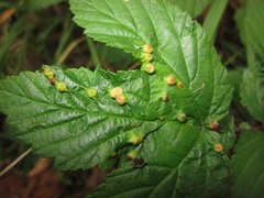 Dasineura ulmaria