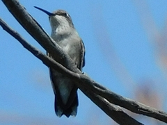 Archilochus alexandri