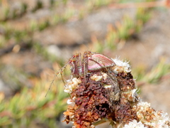 Peucetia viridans