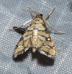 Hileithia magualis