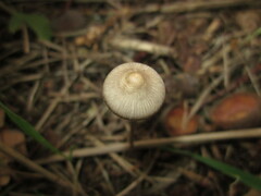 Mycena vitilis