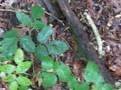 Hylodesmum