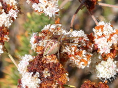 Peucetia viridans