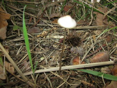 Mycena vitilis