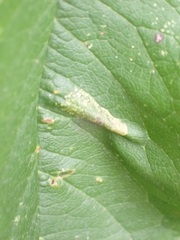 Phyllonorycter cerasicolella