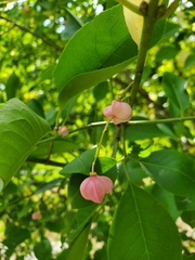 Euonymus atropurpureus