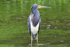 Egretta tricolor