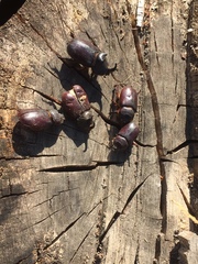 Oryctes nasicornis grypus