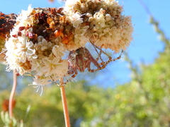 Peucetia viridans