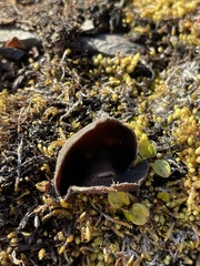 Pezizaceae