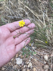 Gutierreziinae
