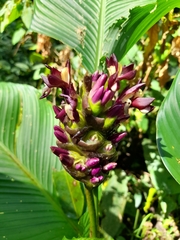 Marantaceae