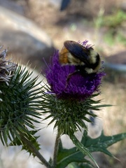 Bombus centralis