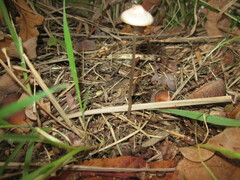 Mycena vitilis