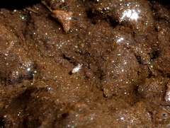 Entomobryidae