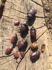 Oryctes nasicornis grypus