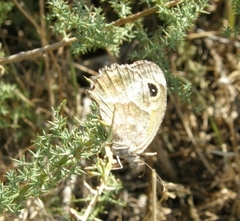 Pyronia cecilia
