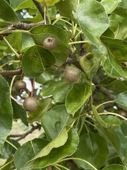 Pyrus calleryana