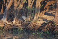 Nycticorax caledonicus