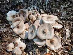 Lepiota atrodisca