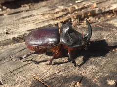 Oryctes nasicornis grypus