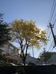 Handroanthus umbellatus
