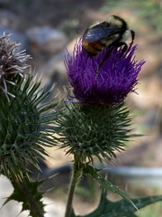 Bombus centralis
