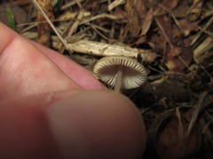 Mycena vitilis