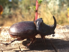 Oryctes nasicornis grypus