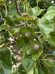 Pyrus calleryana