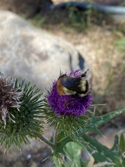 Bombus centralis