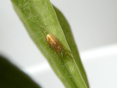 Larinia directa